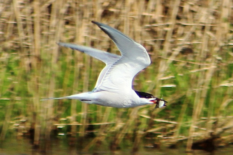 Речная крачка с рыбой..jpg